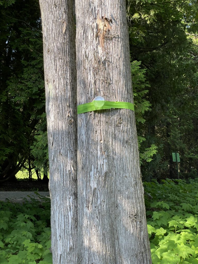 Installation with Panters Tape