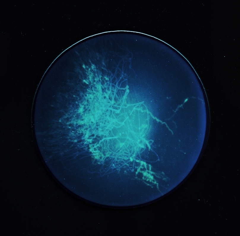 The Big Film Photowalk